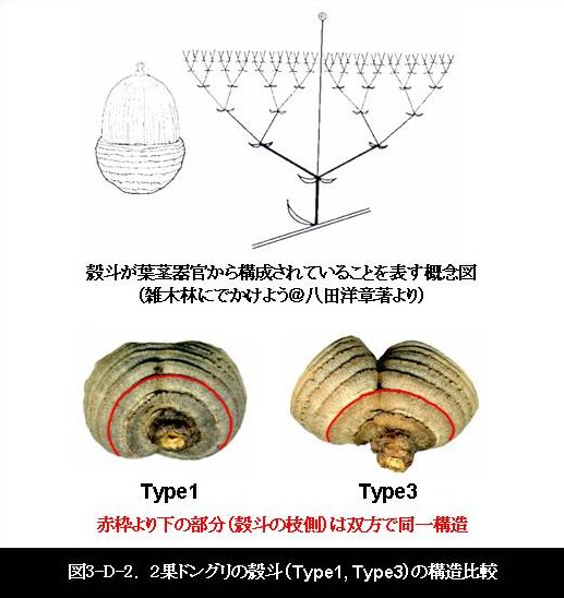 多果ドングリの殻斗形成過程について
